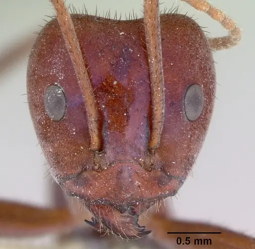 Iridomyrmex purpureus specimen CASENT0172039 image casent0172039_2