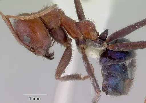 Iridomyrmex purpureus specimen CASENT0172039 image casent0172039_3