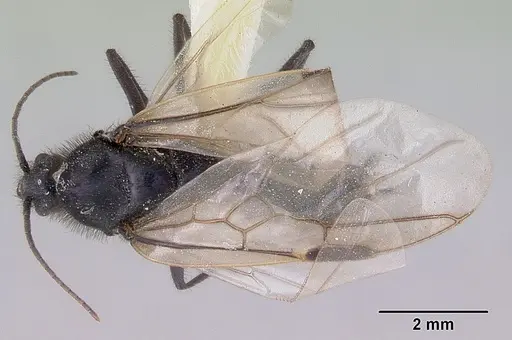 Iridomyrmex purpureus specimen CASENT0172040 image casent0172040_1