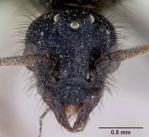 Iridomyrmex purpureus specimen CASENT0172040 image casent0172040_2