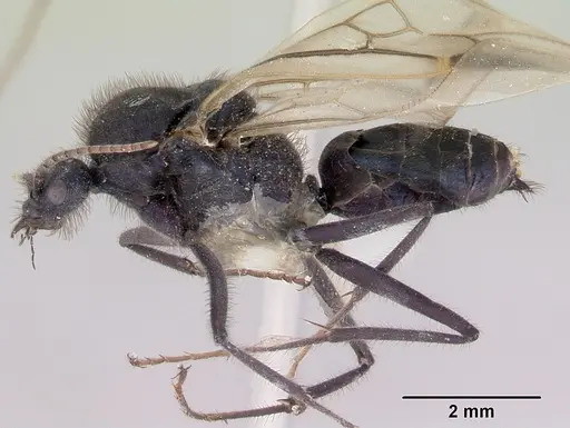 Iridomyrmex purpureus specimen CASENT0172040 image casent0172040_3