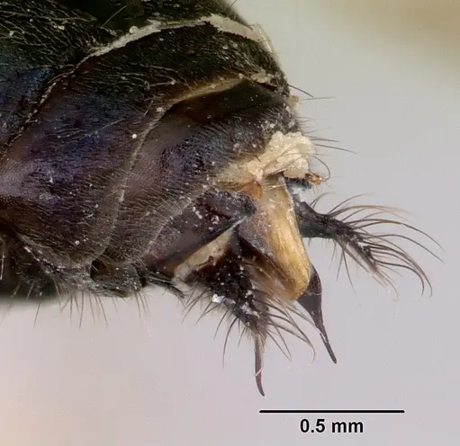 Iridomyrmex purpureus specimen CASENT0172040 image casent0172040_4