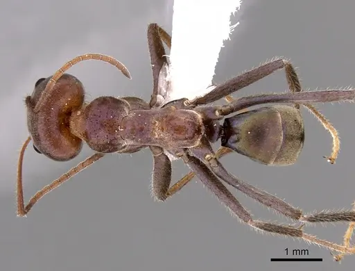 Iridomyrmex purpureus specimen CASENT0249723 image casent0249723_1