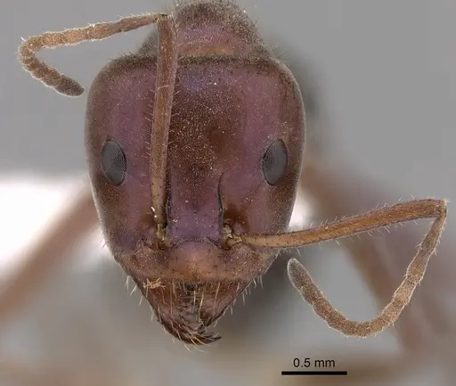 Iridomyrmex purpureus specimen CASENT0249723 image casent0249723_2