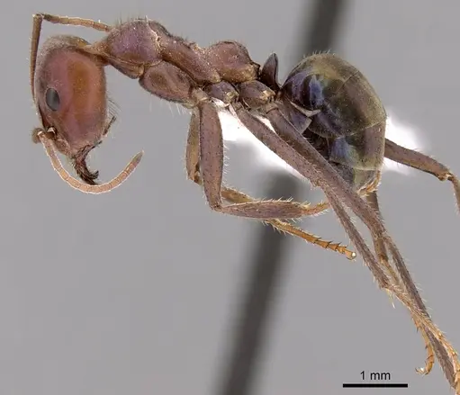 Iridomyrmex purpureus specimen CASENT0249723 image casent0249723_3