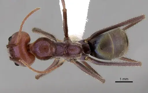 Iridomyrmex purpureus specimen CASENT0249725 image casent0249725_1
