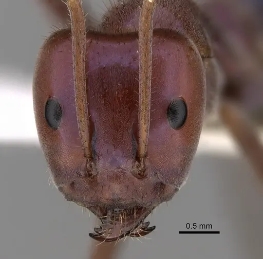 Iridomyrmex purpureus specimen CASENT0249725 image casent0249725_2