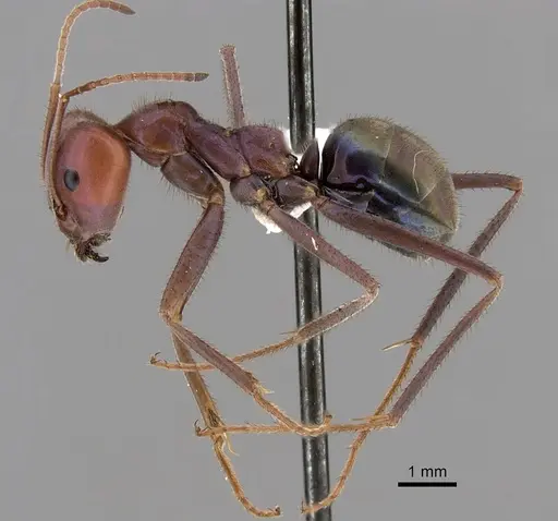 Iridomyrmex purpureus specimen CASENT0249725 image casent0249725_3