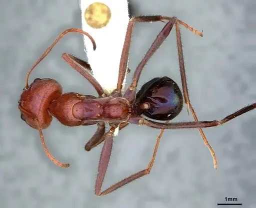 Iridomyrmex purpureus specimen CASENT0886042 image casent0886042_1