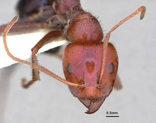 Iridomyrmex purpureus specimen CASENT0886042 image casent0886042_2