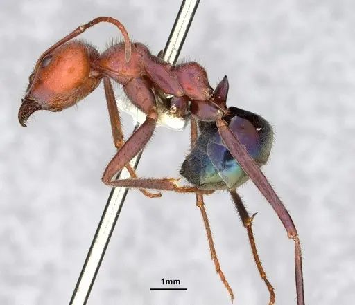 Iridomyrmex purpureus specimen CASENT0886042 image casent0886042_3
