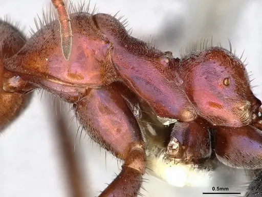 Iridomyrmex purpureus specimen CASENT0886042 image casent0886042_4