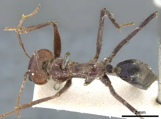 Iridomyrmex purpureus specimen CASENT0903079 image casent0903079_1