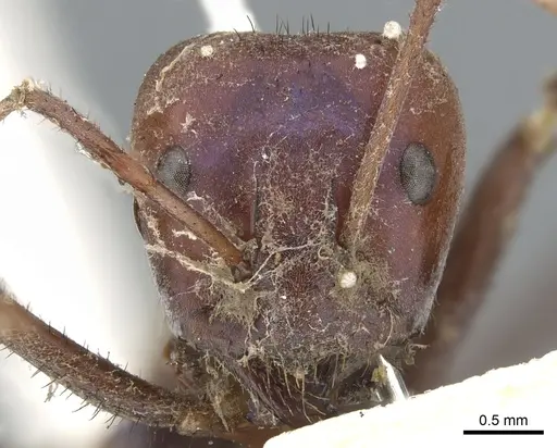 Iridomyrmex purpureus specimen CASENT0903079 image casent0903079_2