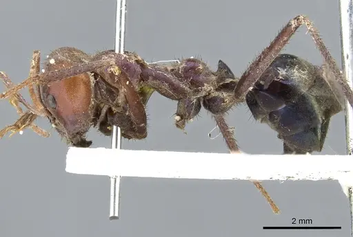 Iridomyrmex purpureus specimen CASENT0903079 image casent0903079_3