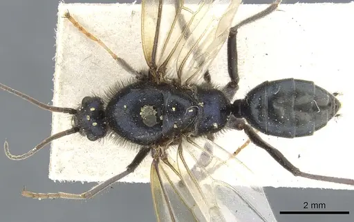 Iridomyrmex purpureus specimen CASENT0903477 image casent0903477_1