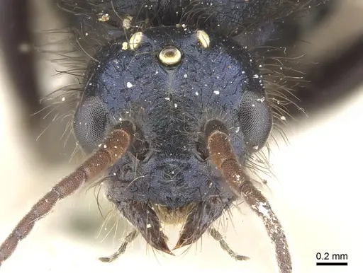 Iridomyrmex purpureus specimen CASENT0903477 image casent0903477_2