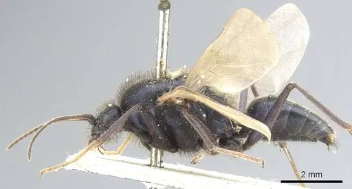 Iridomyrmex purpureus specimen CASENT0903477 image casent0903477_3