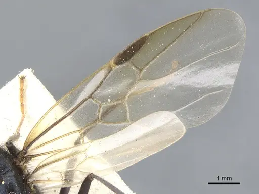 Iridomyrmex purpureus specimen CASENT0903477 image casent0903477_4