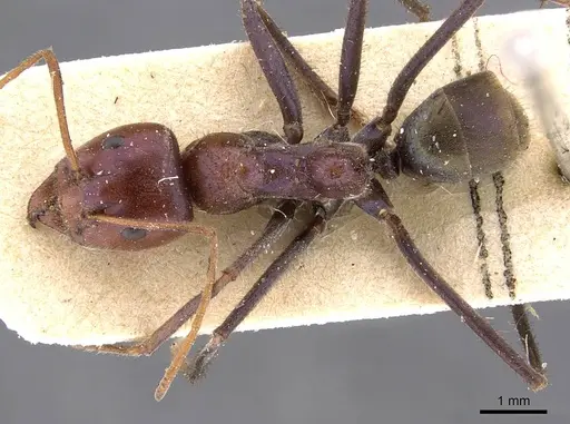 Iridomyrmex purpureus specimen CASENT0909519 image casent0909519_1