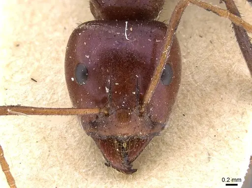 Iridomyrmex purpureus specimen CASENT0909519 image casent0909519_2