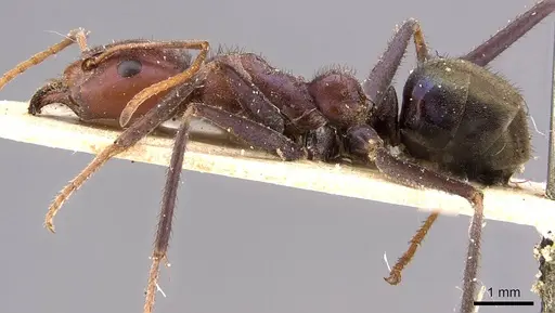 Iridomyrmex purpureus specimen CASENT0909519 image casent0909519_3