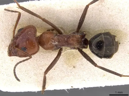 Iridomyrmex purpureus specimen CASENT0909520 image casent0909520_1