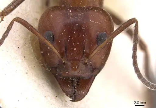 Iridomyrmex purpureus specimen CASENT0909520 image casent0909520_2