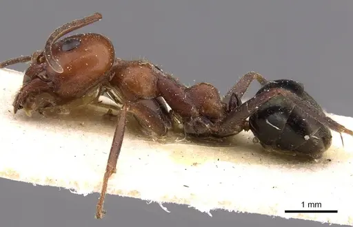 Iridomyrmex purpureus specimen CASENT0909520 image casent0909520_3