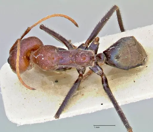 Iridomyrmex purpureus specimen FOCOL2826 image focol2826_1