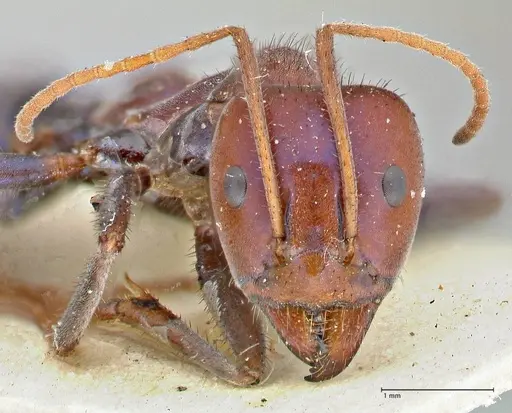 Iridomyrmex purpureus specimen FOCOL2826 image focol2826_2