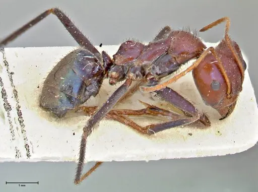 Iridomyrmex purpureus specimen FOCOL2826 image focol2826_3