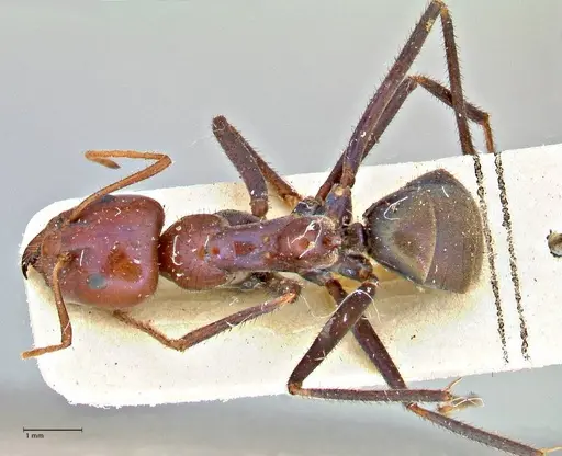Iridomyrmex purpureus specimen FOCOL2827 image focol2827_1