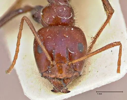 Iridomyrmex purpureus specimen FOCOL2827 image focol2827_2