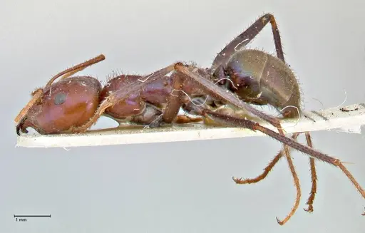 Iridomyrmex purpureus specimen FOCOL2827 image focol2827_3