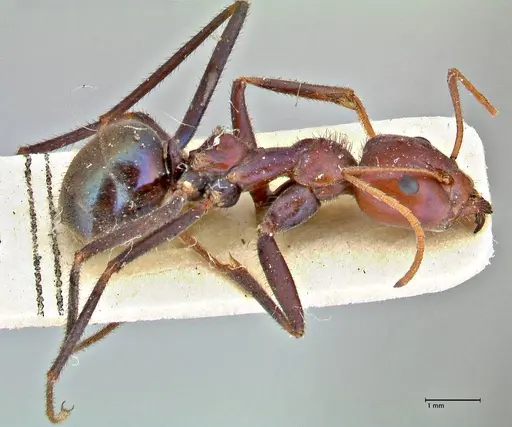 Iridomyrmex purpureus specimen FOCOL2827 image focol2827_4