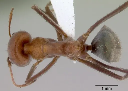 Iridomyrmex reburrus specimen CASENT0172007 image casent0172007_1