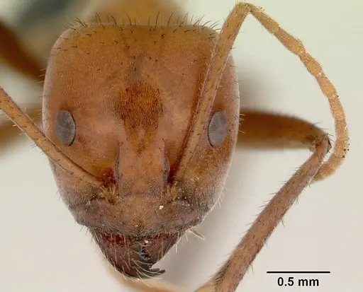 Iridomyrmex reburrus specimen CASENT0172007 image casent0172007_2