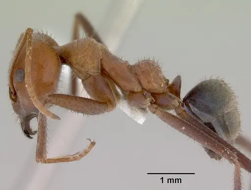 Iridomyrmex reburrus specimen CASENT0172007 image casent0172007_3