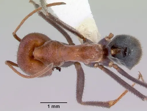 Iridomyrmex reburrus specimen CASENT0172049 image casent0172049_1