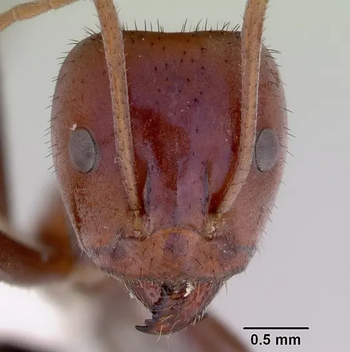 Iridomyrmex reburrus specimen CASENT0172049 image casent0172049_2