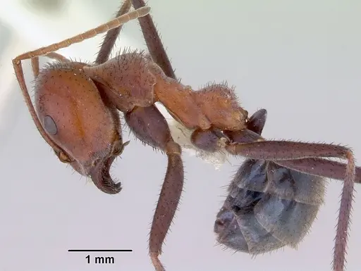 Iridomyrmex reburrus specimen CASENT0172049 image casent0172049_3