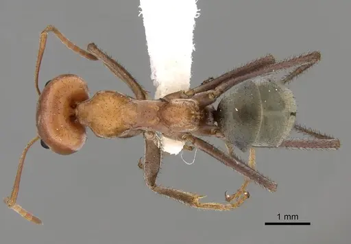 Iridomyrmex reburrus specimen CASENT0249727 image casent0249727_1