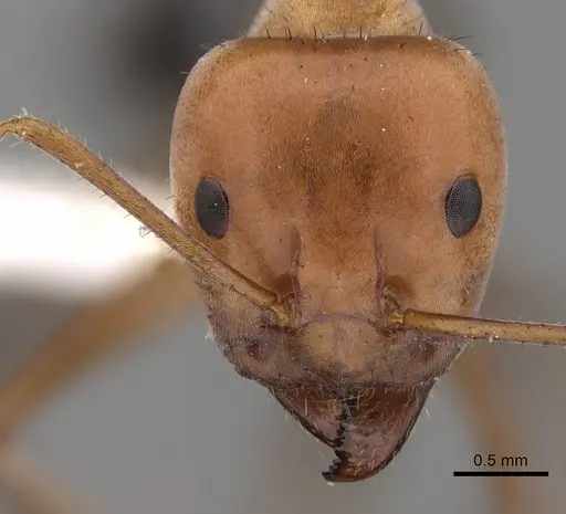 Iridomyrmex reburrus specimen CASENT0249727 image casent0249727_2
