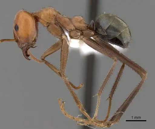 Iridomyrmex reburrus specimen CASENT0249727 image casent0249727_3