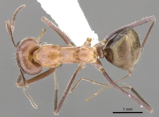 Iridomyrmex roseatus specimen CASENT0903100 image casent0903100_1