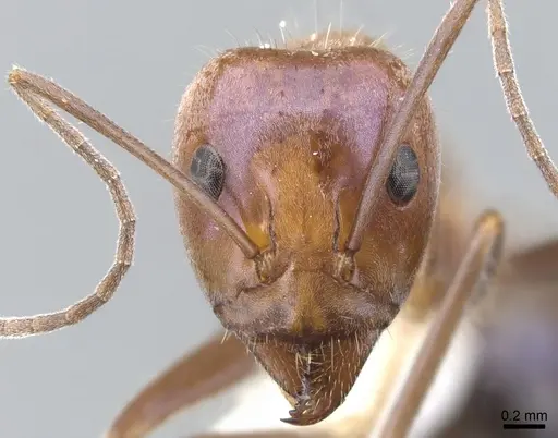 Iridomyrmex roseatus specimen CASENT0903100 image casent0903100_2