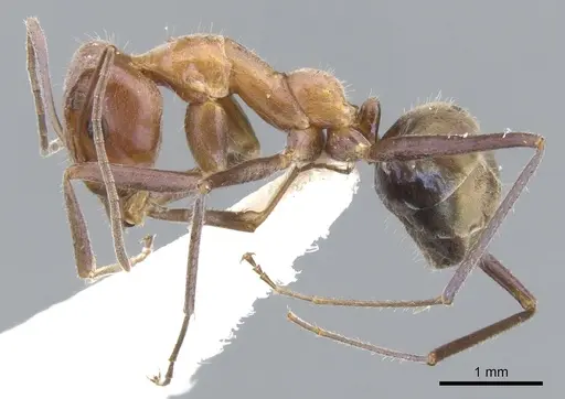 Iridomyrmex roseatus specimen CASENT0903100 image casent0903100_3