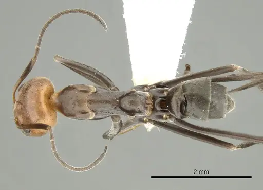 Iridomyrmex rubriceps specimen CASENT0249703 image casent0249703_1