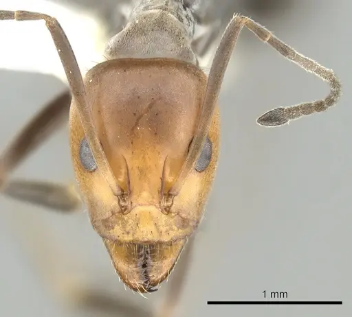 Iridomyrmex rubriceps specimen CASENT0249703 image casent0249703_2
